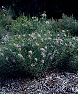 APII jpeg image of Petrophile teretifolia  © contact APII