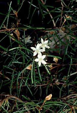 APII jpeg image of Phebalium filifolium  © contact APII