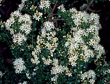 APII jpeg image of Leionema lamprophyllum subsp. obovatum  © contact APII