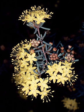 APII jpeg image of Phebalium stenophyllum  © contact APII