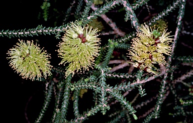 APII jpeg image of Melaleuca blaeriifolia  © contact APII