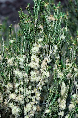 APII jpeg image of Melaleuca brevifolia  © contact APII