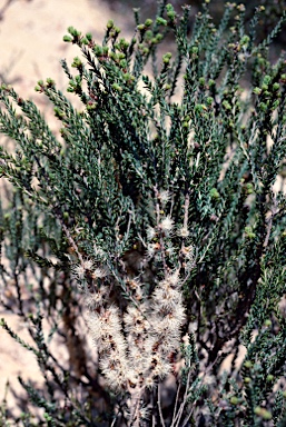 APII jpeg image of Melaleuca brevifolia  © contact APII