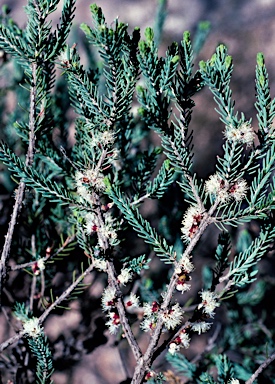 APII jpeg image of Melaleuca brevifolia  © contact APII