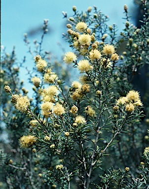 APII jpeg image of Melaleuca brophyi  © contact APII