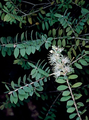 APII jpeg image of Melaleuca cheelii  © contact APII