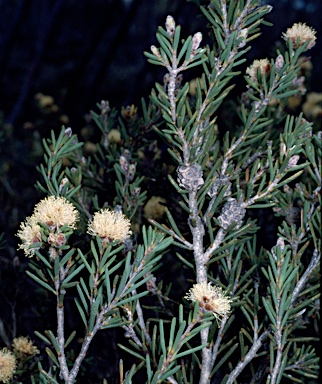 APII jpeg image of Melaleuca condylosa  © contact APII