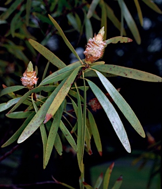 APII jpeg image of Melaleuca cornucopiae  © contact APII