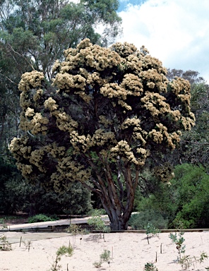 APII jpeg image of Melaleuca decora  © contact APII