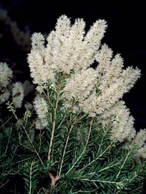 APII jpeg image of Melaleuca decora  © contact APII