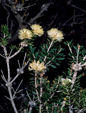 APII jpeg image of Melaleuca depressa  © contact APII