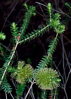 APII jpeg image of Melaleuca diosmifolia  © contact APII