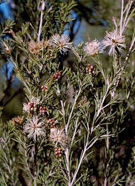 APII jpeg image of Melaleuca ericifolia  © contact APII