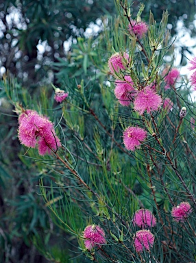 APII jpeg image of Melaleuca filifolia  © contact APII