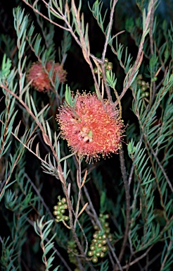 APII jpeg image of Melaleuca fulgens  © contact APII