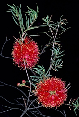 APII jpeg image of Melaleuca fulgens subsp. fulgens  © contact APII