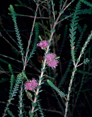 APII jpeg image of Melaleuca gibbosa  © contact APII