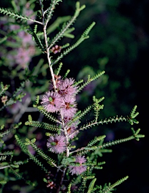 APII jpeg image of Melaleuca gibbosa  © contact APII