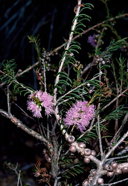 APII jpeg image of Melaleuca glaberrima  © contact APII