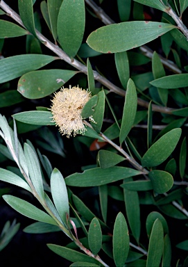 APII jpeg image of Melaleuca globifera  © contact APII