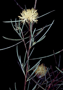 APII jpeg image of Melaleuca glomerata  © contact APII