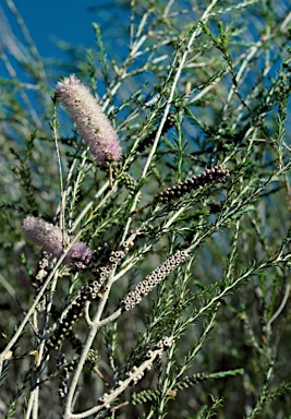 APII jpeg image of Melaleuca hamulosa  © contact APII