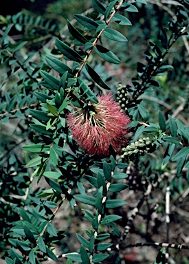 APII jpeg image of Melaleuca hypericifolia  © contact APII