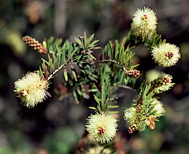 APII jpeg image of Melaleuca incana subsp. incana  © contact APII