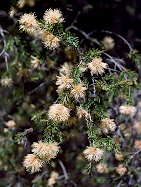 APII jpeg image of Melaleuca incana subsp. tenella  © contact APII