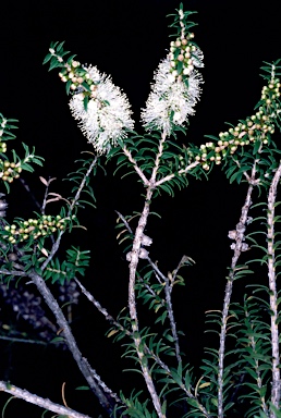APII jpeg image of Melaleuca lanceolata  © contact APII