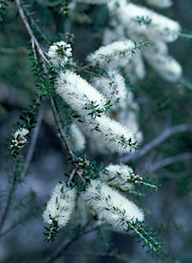 APII jpeg image of Melaleuca lanceolata  © contact APII