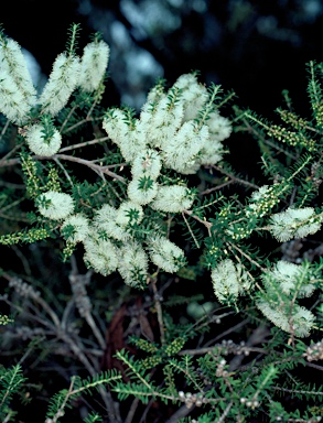 APII jpeg image of Melaleuca lanceolata  © contact APII