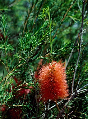 APII jpeg image of Melaleuca lateritia  © contact APII