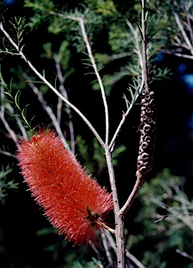 APII jpeg image of Melaleuca lateritia  © contact APII