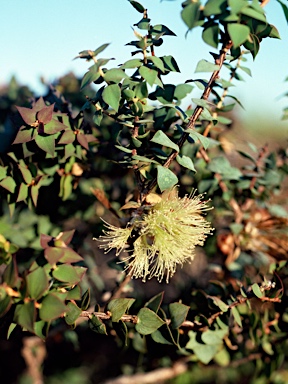 APII jpeg image of Melaleuca spectabilis  © contact APII