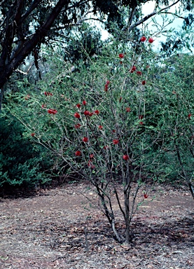 APII jpeg image of Melaleuca macronychia subsp. macronychia  © contact APII