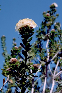 APII jpeg image of Melaleuca megacephala  © contact APII