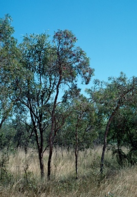 APII jpeg image of Melaleuca nervosa  © contact APII