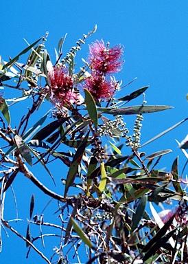 APII jpeg image of Melaleuca nervosa  © contact APII