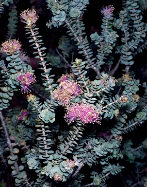 APII jpeg image of Melaleuca orbicularis  © contact APII