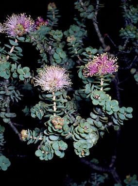 APII jpeg image of Melaleuca orbicularis  © contact APII