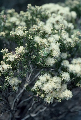 APII jpeg image of Melaleuca pauperiflora subsp. fastigiata  © contact APII