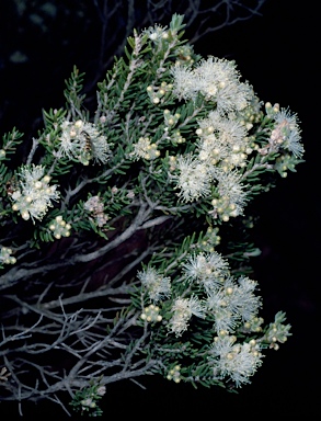 APII jpeg image of Melaleuca pauperiflora subsp. fastigiata  © contact APII