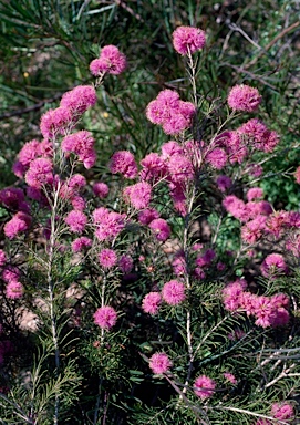 APII jpeg image of Melaleuca parviceps  © contact APII