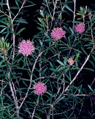 APII jpeg image of Melaleuca pentagona var. latifolia  © contact APII