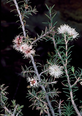 APII jpeg image of Melaleuca incana  © contact APII