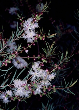 APII jpeg image of Melaleuca radula  © contact APII