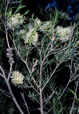 APII jpeg image of Melaleuca rhaphiophylla  © contact APII