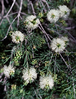 APII jpeg image of Melaleuca rhaphiophylla  © contact APII