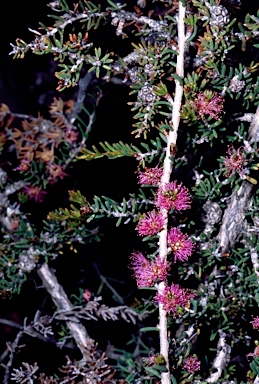 APII jpeg image of Melaleuca rigidifolia  © contact APII